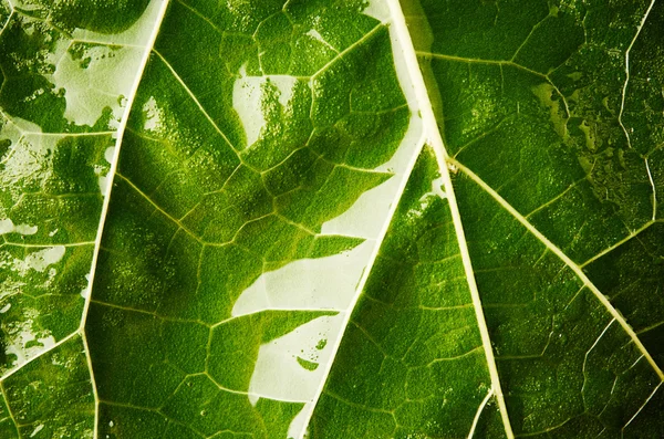 Wet green leaf — Stock Photo, Image