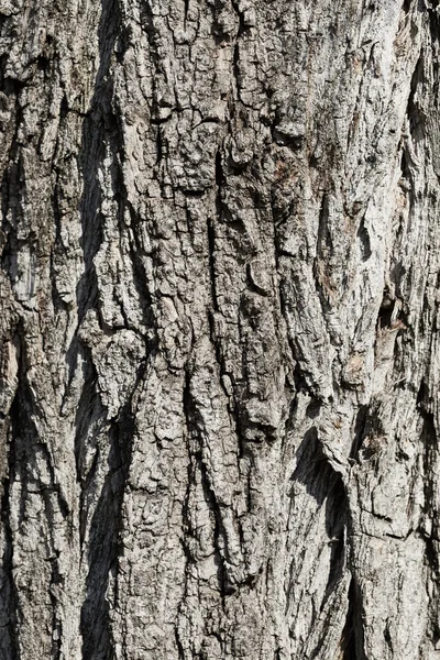 Textura da árvore da casca — Fotografia de Stock