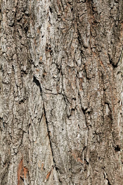 Bark tree — Stock Photo, Image