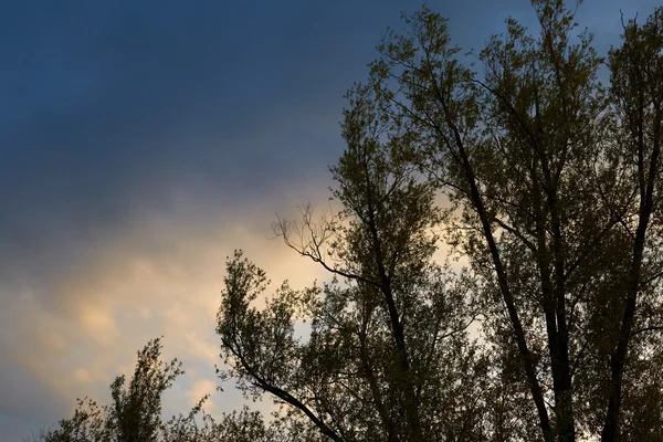 Natuur achtergrond — Stockfoto