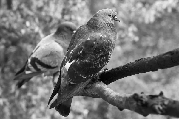 Beaux deux pigeons — Photo