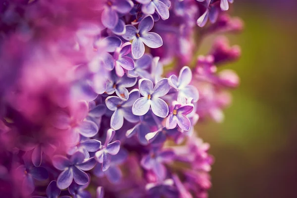 Fleurs de lilas gros plan — Photo
