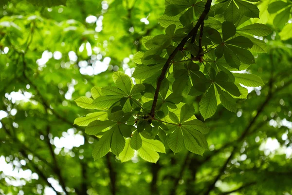 Foliage of chestnut tree — Stock Photo, Image
