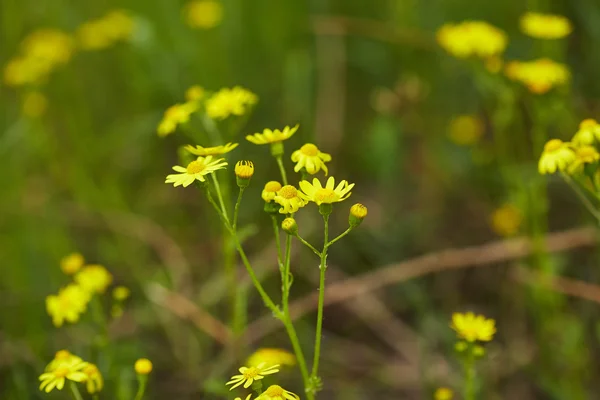 Fleurs de champ — Photo