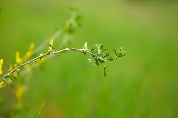 Natura tło — Zdjęcie stockowe