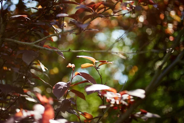 Natureza fundo — Fotografia de Stock