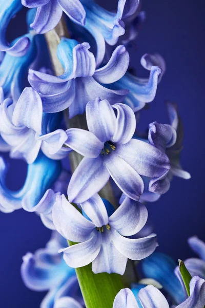 Hermosa flor de jacinto — Foto de Stock