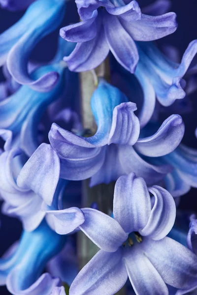 Fiore di giacinto — Foto Stock