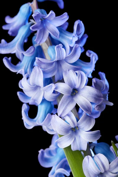 Hyacinthe fleur — Photo