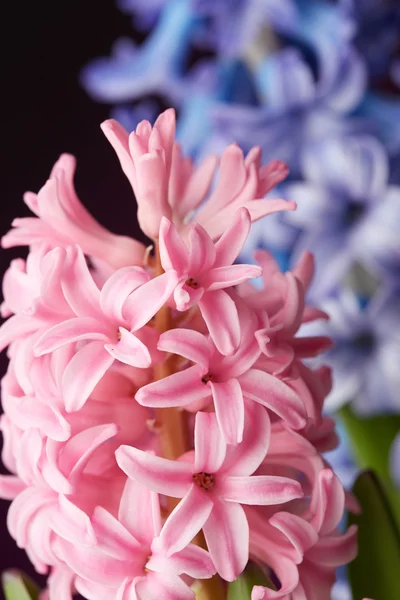 Flores de jacinto — Fotografia de Stock