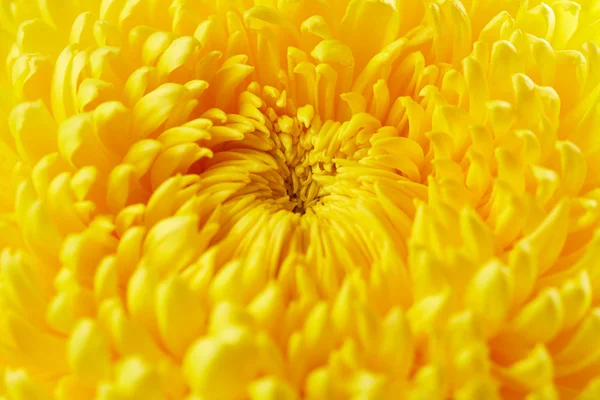 Yellow chrysanthemum background — Stock Photo, Image