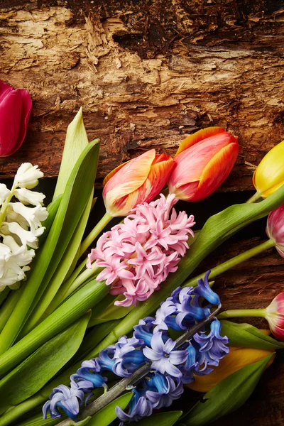 Tulipanes y jacintos — Foto de Stock