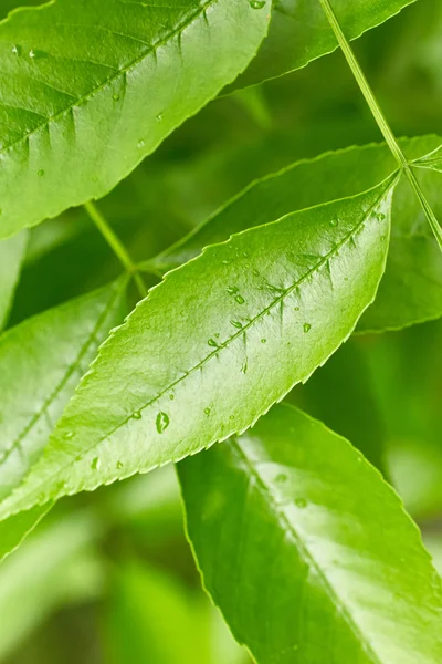 Leaves with drops of water — Stock Photo, Image