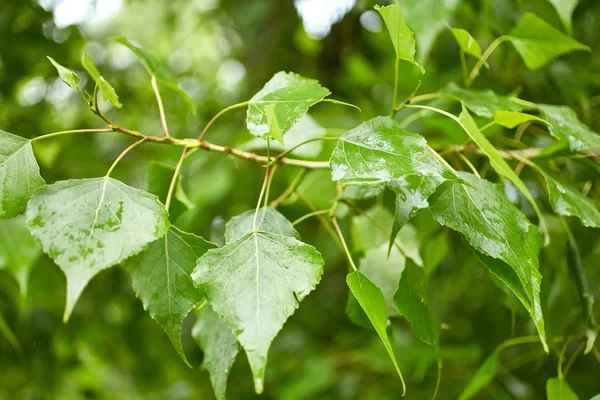 Foliage of poplar tree — Stock Photo, Image