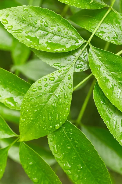 Leaves with drops of water — Stock Photo, Image