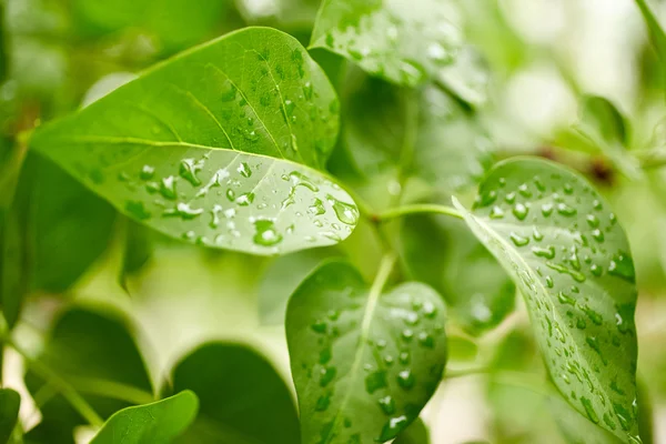 Hojas con gotas de agua —  Fotos de Stock