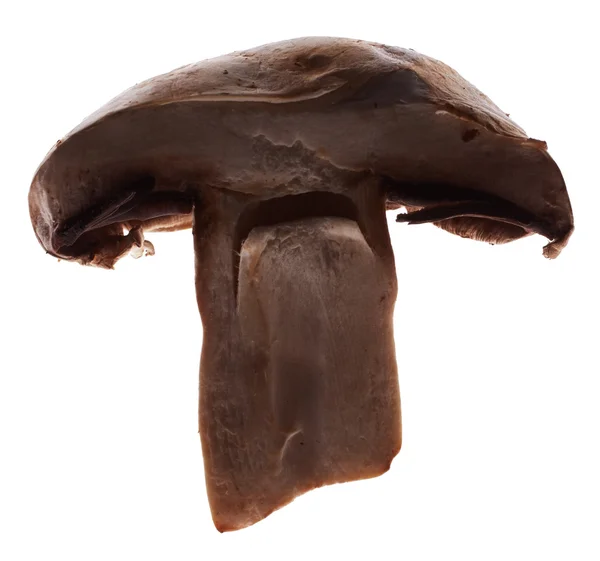 Piece of champignon mushroom — Stok fotoğraf