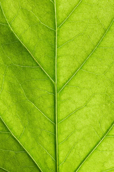 Grünes Blatt aus nächster Nähe — Stockfoto