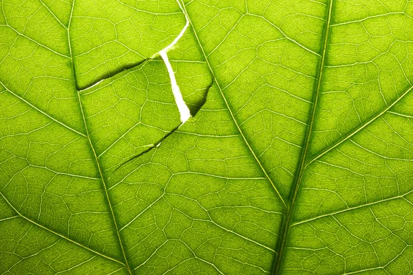 Повреждённый зелёный лист — стоковое фото