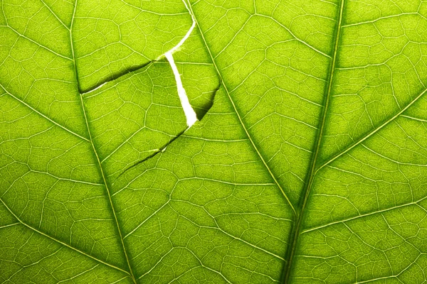 Feuille verte endommagée — Photo