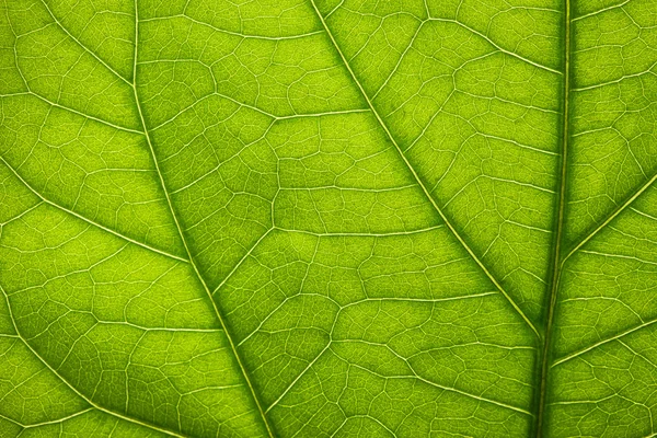 Texture de la feuille verte — Photo