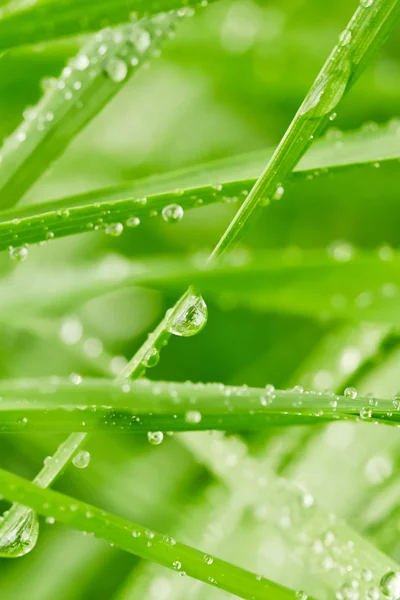 Grama verde — Fotografia de Stock