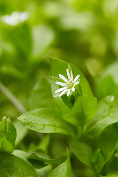 Hintergrund Natur — Stockfoto