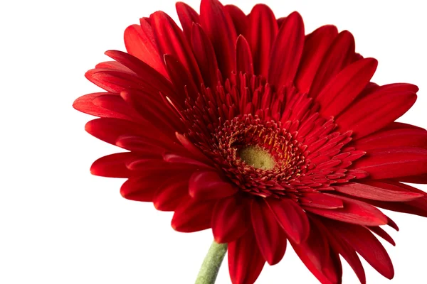 Kırmızı gerbera çiçek — Stok fotoğraf