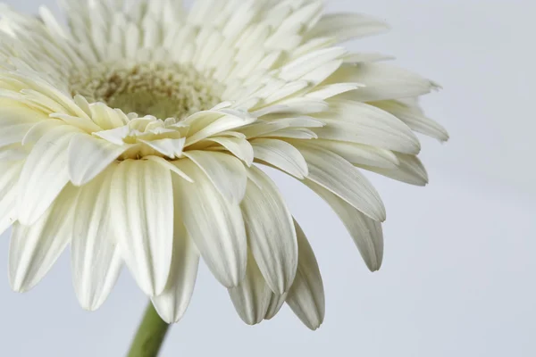 Weiße Gerbera Blume — Stockfoto