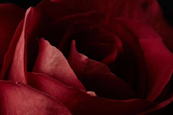 Red rose on dark background