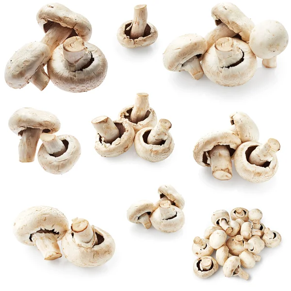 Aantal champignon paddestoel — Stockfoto