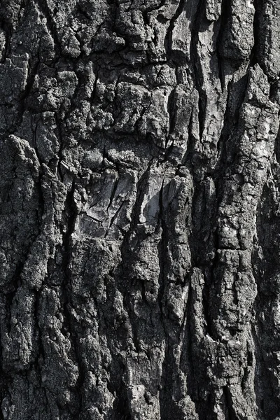 Textura del árbol de corteza —  Fotos de Stock