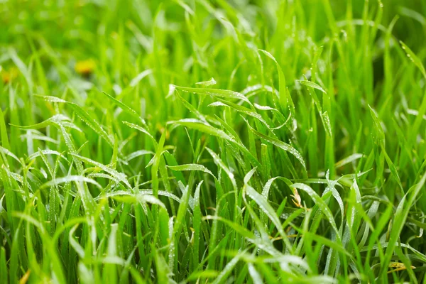 Трава з краплями води — стокове фото