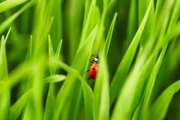 Marienkäfer auf grünem Gras — Stockfoto