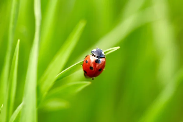 Ladybug on green grass — Stock Photo, Image