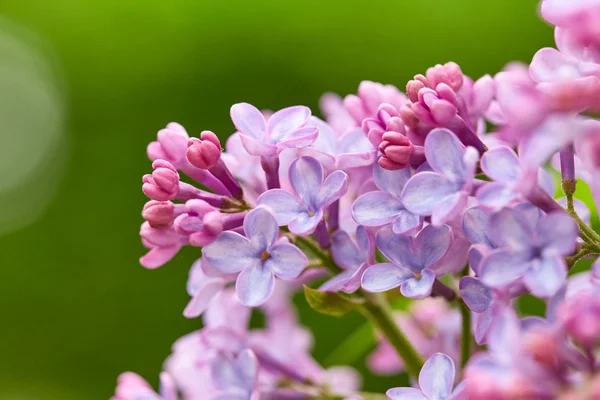 Mooie lila bloemen — Stockfoto