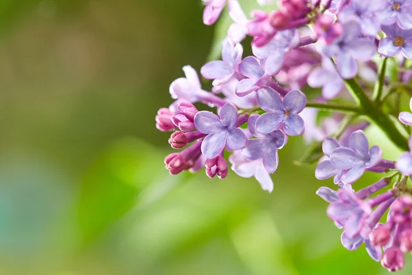 Fleurs de lilas avec gouttes d'eau — Photo