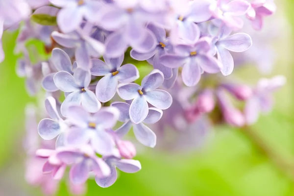 Lindas flores — Fotografia de Stock