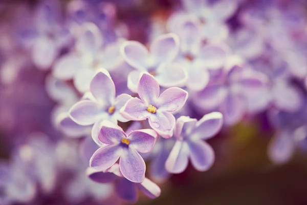 Lila bloemen close-up — Stockfoto