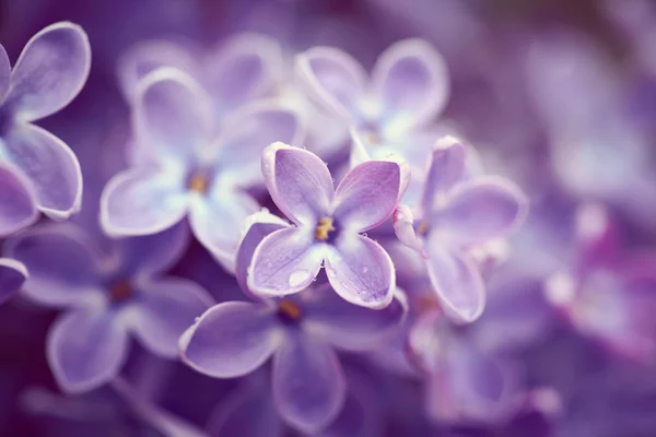 Flores de lilás perto — Fotografia de Stock