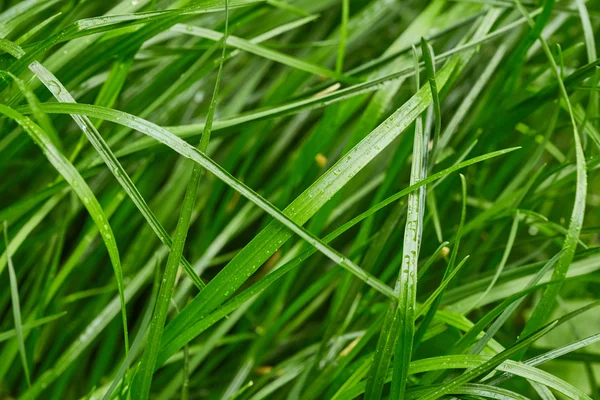 Трава з краплями води — стокове фото