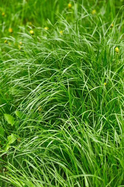 Natur bakgrund — Stockfoto