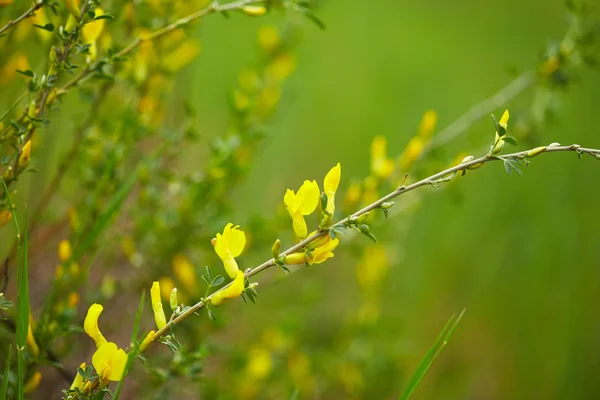 Field flowers — Stock Photo, Image