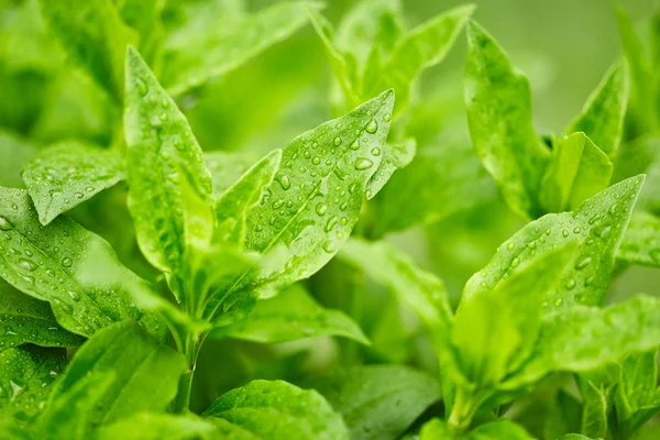 Blätter mit Wassertropfen — Stockfoto