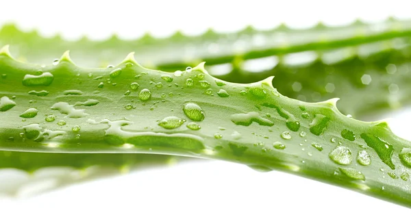 Aloe med droppar vatten — Stockfoto