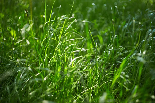 Sfondo della natura — Foto Stock