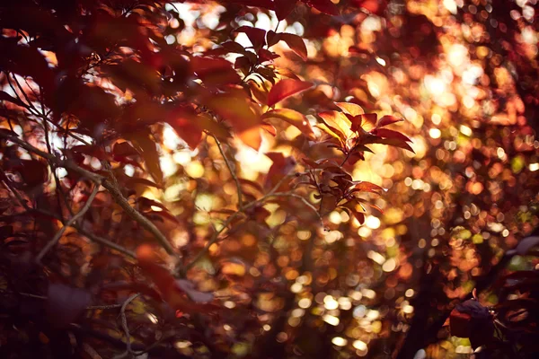 Herfst — Stockfoto