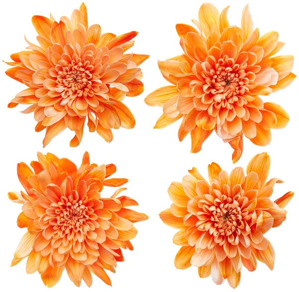 Chrysanthemum flowers — Stock Photo, Image