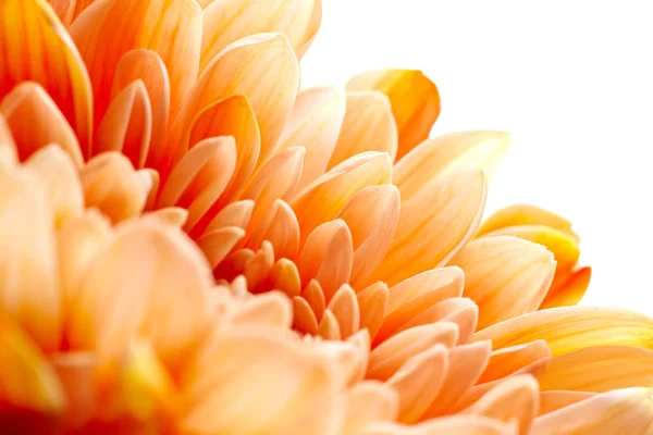 Chrysanthemum flower — Stock Photo, Image