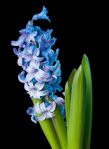 Hyacinthe fleur — Photo